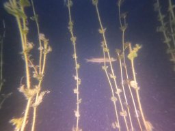 immersioni-estate22 8